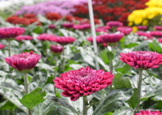 This beauty is called Gaviria.